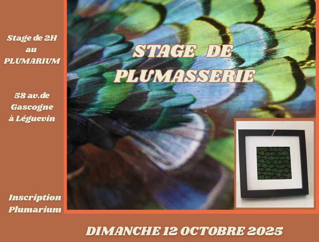 STAGE DE PLUMASSERIE